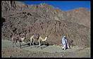 Camels Descending Mt. Sinai